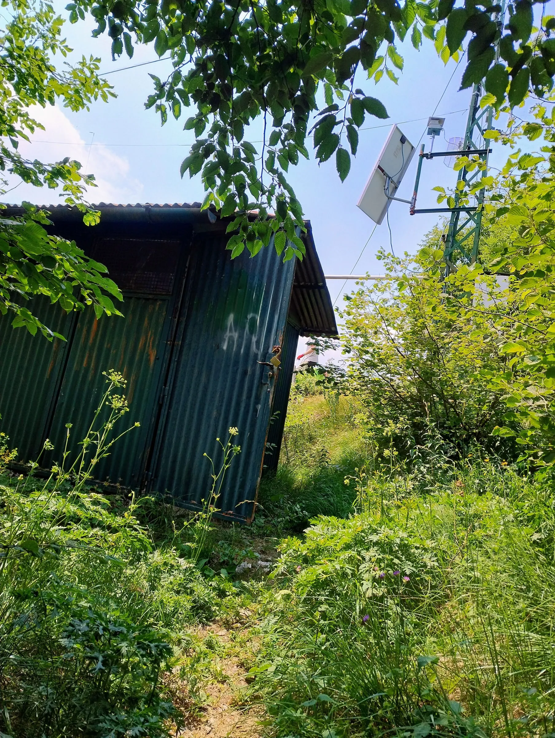 The green hut in summer, almost hidden by the vegetation, with the mast behind it