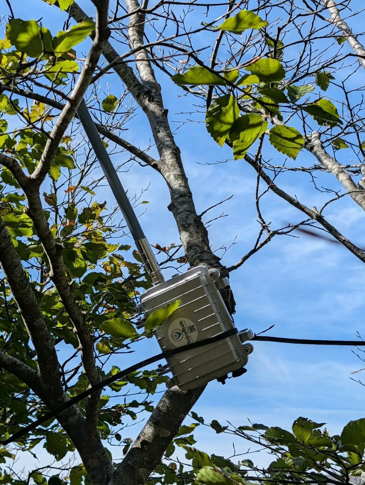 A closed EnjoyBuds gateway, a grey metal box fixed among the branches of a tree, against the sky