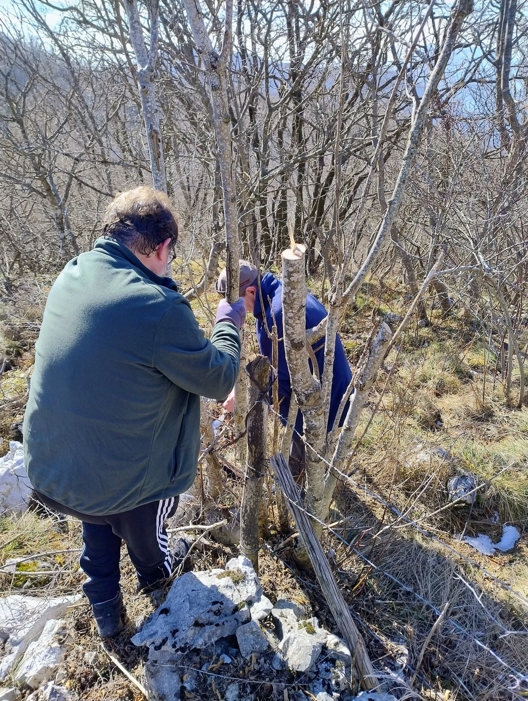 Branches being cut near the fence of the site