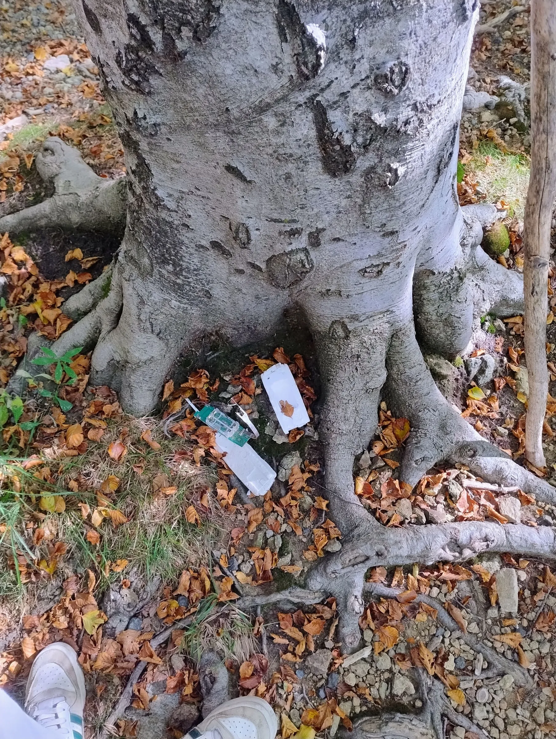 A radiosonde on the ground at the foot of a beech tree, among dry leaves: the white polystyrene and the green board